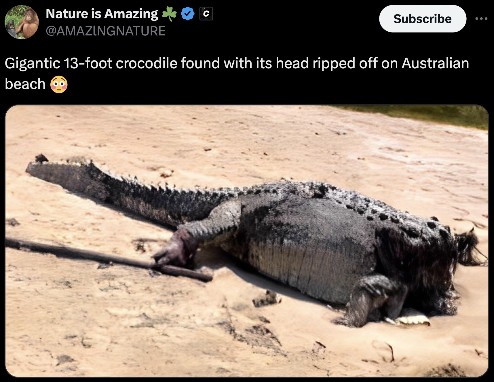 crocodile on beach - Nature is Amazing Subscribe Gigantic 13foot crocodile found with its head ripped off on Australian beach